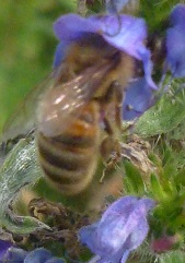 vipérine commune et abeille